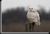Snowy Owl 2.jpg