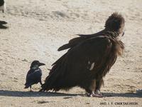 black vulture 5119-1.jpg