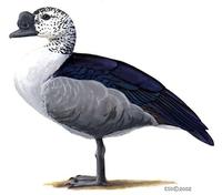 Sarkidiornis melanotis male.jpg