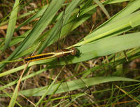 Libellula cyanea4473.jpg