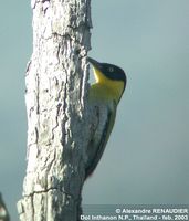 black-headed-woodpecker-2-ar.jpg