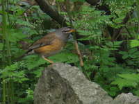 Turdus obscurus1.jpg