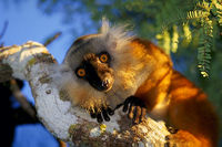 black-lemur.jpg
