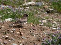 Brandt's mountainfinch Leucosticte brandti.jpg