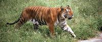 south china tiger bjg zoo jmckinnon7697 1 49240.jpg