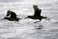 black footed albatross shelmerdine 20061014.jpg