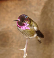 205annashummingbird.jpg