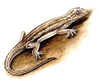Hemidactylus frenatus.jpg