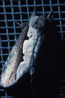 0096bidentata-2.jpg
