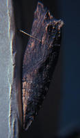0162tigerswallowtail-3.jpg