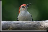 Red-Bellied Woodpecker.jpg