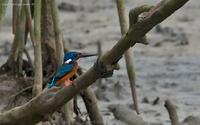 blue-eared-kingfisher-gc.jpg