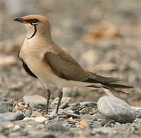 black-winged-pratincole-2-kaz-2007.jpg