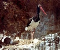 black stork opt.jpg