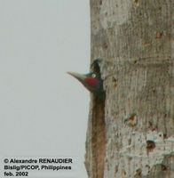 sooty-woodpecker-ar.jpg