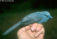 img0022 blue paradise flycatcher jh.jpg