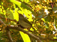 Bird036 Dark-necked Tailorbird.jpg
