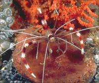 banded coral shrimp 103K.jpg