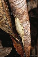 dwarf-chameleon-brookesia-peyrierasi-nosy-mangabe-madagascar-~-D31-401111.jpg