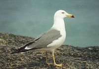(01-16)black tailed gull 2-1.jpg