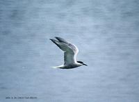 (010630)Common tern 6.jpg