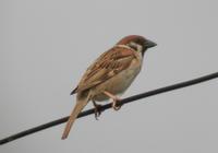 tree-sparrow.jpg