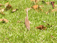 Bird059 Chinese-Pond-Heron.jpg