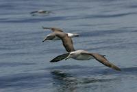 salvins albatross3 shirihai.jpg
