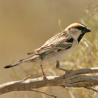 saxaul-sparrow-kaz-2007.jpg