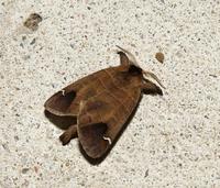 moth5133wings.jpg