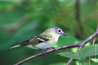 blueheadedvireo1.jpg