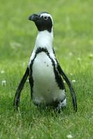 african penguin grass.jpg