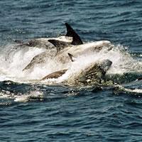 dolphin risso.jpg
