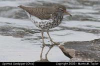 sandpiper spotted 1a.jpg