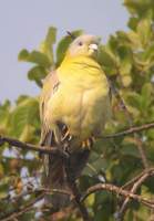 Yellow-footed Green Pigeon.jpg