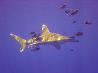 Oceanic White Tip Shark 1 590x442 3.JPG