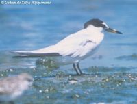 215 little tern moulting into summer gdsw.jpg