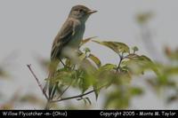 flycatcher willow m1a.jpg