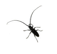 cerambycid6081.jpg