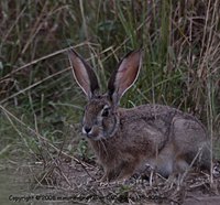 Uganda Grass Hare