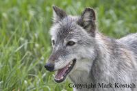 alaskan grey wolf 01.jpg