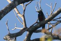 Yellow-tufted woodpecker.jpg