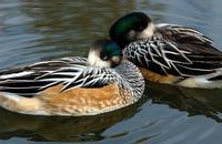 dozing-Chiloe-Ducks.jpg