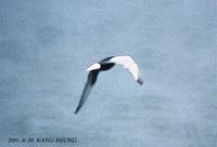 white-winged black tern-1.jpg
