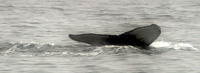 humpback whale barnes 20061014.jpg