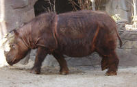 sumatran rhino3816.jpg