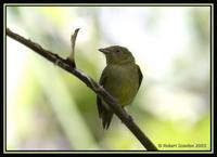 39647352.FemWiretailedManakin.jpg