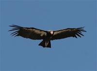 californiancondor.jpg