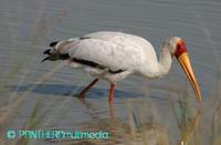 Mycteria ibis ssp 00772MMGR.JPG