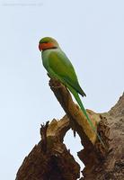 Long-tailed-Parakeet.jpg